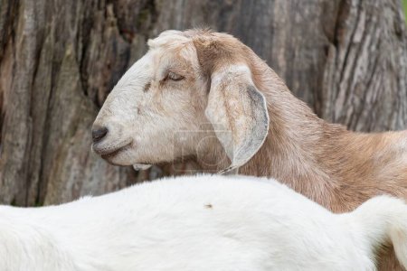 Retrato de una cabra anglo-nubia