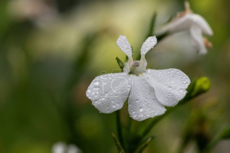 Photo for Macro shot of a white garden lobelia (lobelia erinus) flower - Royalty Free Image