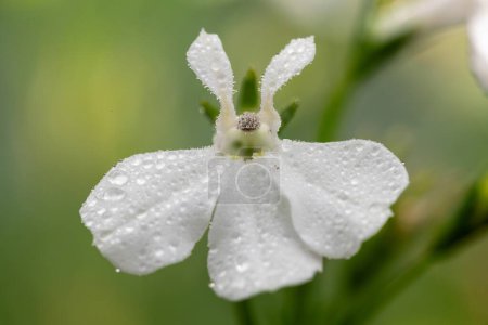 Makroaufnahme einer weißen Garten-Lobelie (Lobelia erinus)