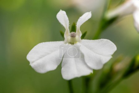 Macro shot d'une fleur de lobélie du jardin blanc (lobelia erinus)