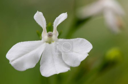 Macro shot d'une fleur de lobélie du jardin blanc (lobelia erinus)