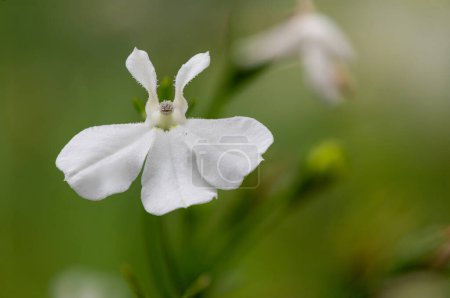 Macro de una flor de lobelia (lobelia erinus) de jardín blanco
