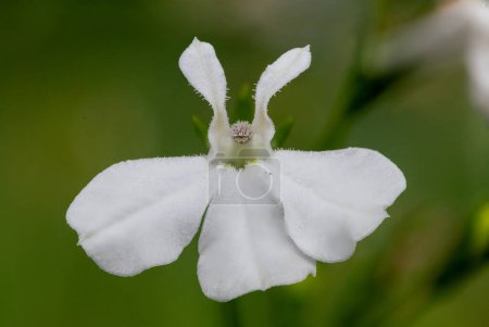 Makroaufnahme einer weißen Garten-Lobelie (Lobelia erinus)