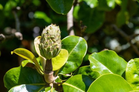Primer plano de un fruto de magnolia meridional (magnolia grandiflora)