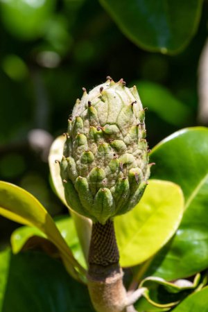 Close up of a southern magnolia (magnolia grandiflora) fruit