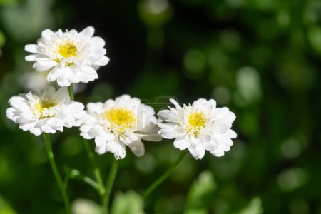 Großaufnahme von blühenden Mutterkraut-Blüten (tanacetum parthenium)