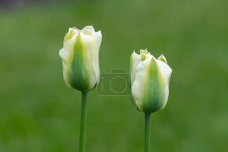Primer plano de tulipán verde y blanco (tulipa gesneriana) flores en flor