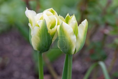 Primer plano de tulipán verde y blanco (tulipa gesneriana) flores en flor