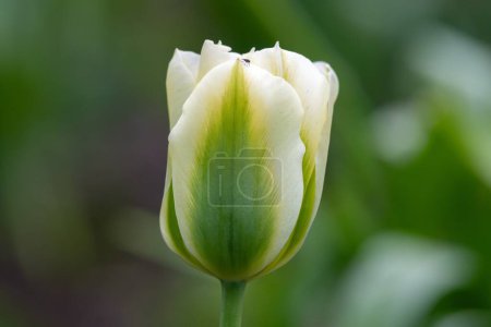 Close up of a green and white tulip (tulipa gesneriana) flower in bloom