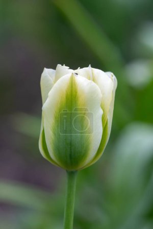 Close up of a green and white tulip (tulipa gesneriana) flower in bloom