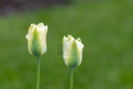 Foto de Primer plano de tulipán verde y blanco (tulipa gesneriana) flores en flor - Imagen libre de derechos