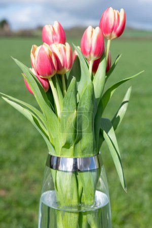 Foto de Primer plano de tulipanes de jardín rosados (tulipa gesneriana) en un jarrón - Imagen libre de derechos