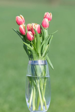 Close up of pink garden tulips (tulipa gesneriana) in a vase