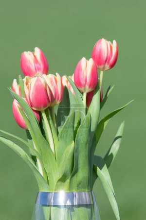 Gros plan de tulipes roses (tulipa gesneriana) dans un vase