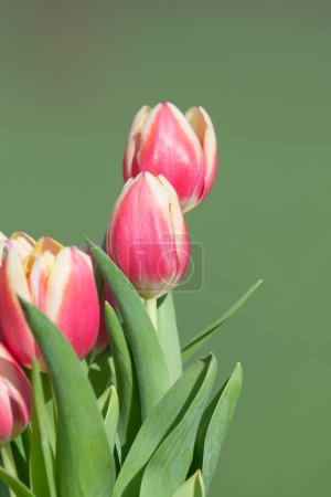Close up of pink garden tulips (tulipa gesneriana) in bloom