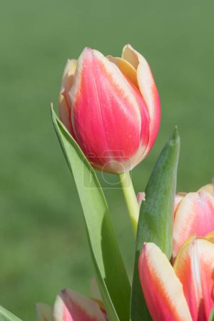 Foto de Primer plano de tulipanes de jardín rosados (tulipa gesneriana) en flor - Imagen libre de derechos