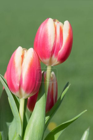 Close up of pink garden tulips (tulipa gesneriana) in bloom