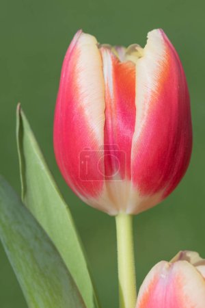 Primer plano de un tulipán de jardín rosa (tulipa gesneriana) en flor