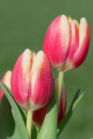 Foto de Primer plano de tulipanes de jardín rosados (tulipa gesneriana) en flor - Imagen libre de derechos