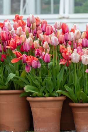 Foto de Primer plano de tulipanes de jardín rosados (tulipa gesneriana) en macetas - Imagen libre de derechos