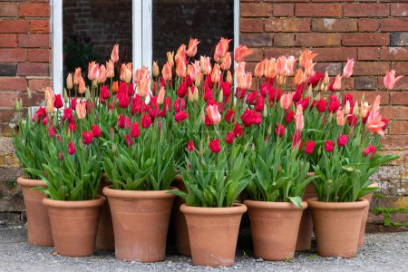 Foto de Primer plano de tulipanes de jardín rosados (tulipa gesneriana) en macetas - Imagen libre de derechos