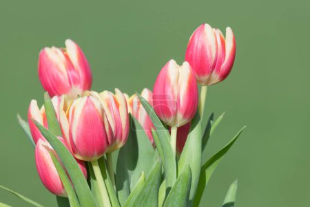 Großaufnahme von rosa Gartentulpen (tulipa gesneriana) in voller Blüte