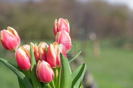 Primer plano de tulipanes de jardín rosados (tulipa gesneriana) en flor
