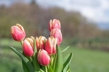 Primer plano de tulipanes de jardín rosados (tulipa gesneriana) en flor