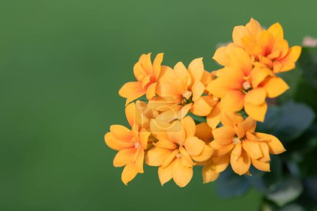 Photo for Macro shot of orange Madagascar widows thrill (kalanchoe blossfeldiana) flowers in bloom - Royalty Free Image