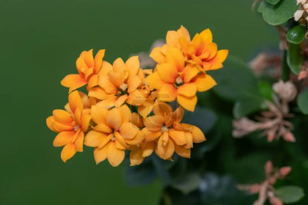 Macro shot of orange Madagascar widows thrill (kalanchoe blossfeldiana) flowers in bloom