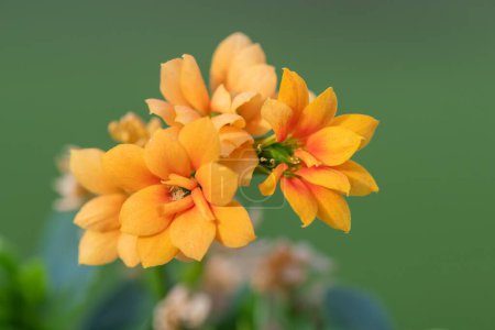 Macro shot of orange Madagascar widows thrill (kalanchoe blossfeldiana) flowers in bloom