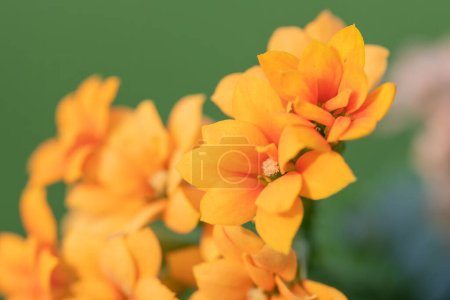 Makroaufnahme orangefarbener Madagaskar-Witwen Nervenkitzel (kalanchoe blossfeldiana) Blumen in Blüte
