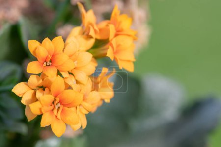 Makroaufnahme orangefarbener Madagaskar-Witwen Nervenkitzel (kalanchoe blossfeldiana) Blumen in Blüte