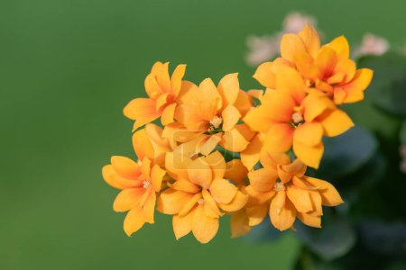 Macro shot of orange Madagascar widows thrill (kalanchoe blossfeldiana) fleurs en fleurs