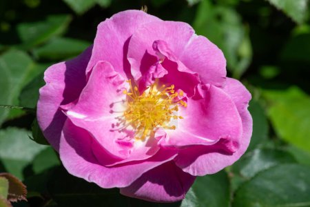 Primer plano de una rosa de perro (rosa canina) flor en flor