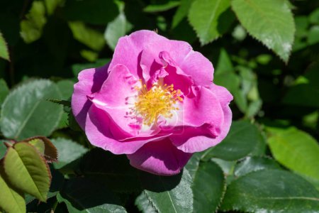 Primer plano de una rosa de perro (rosa canina) flor en flor
