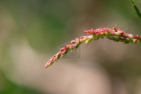 Gros plan de l'oseille rouge (rumex acetosella) en fleur