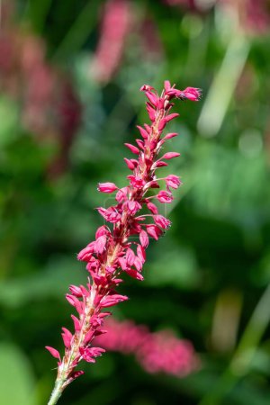 Nahaufnahme einer blühenden Blume des roten Bistorts (bistorta amplexicaulis)