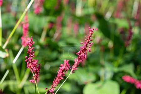 Nahaufnahme von blühenden roten Bistorta-Blumen (bistorta amplexicaulis)