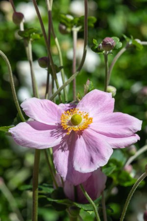 Close up of a pink Japanese anemone (eriocapitella huphensis) flower in bloom