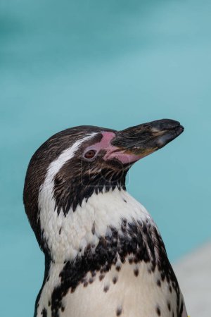Photo for Portrait of a Humboldt penguin (spheniscus humboldti) - Royalty Free Image