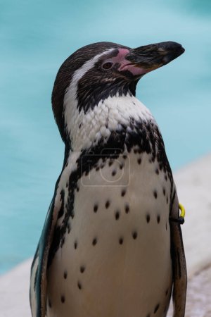 Porträt eines Humboldt-Pinguins (spheniscus humboldti))
