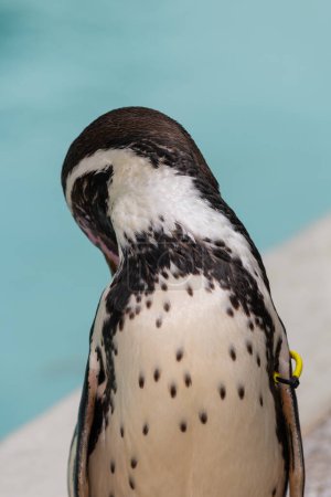 Porträt eines Humboldt-Pinguins (spheniscus humboldti), der sich selbst vorbeugt