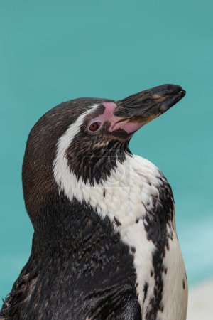 Photo for Portrait of a Humboldt penguin (spheniscus humboldti) - Royalty Free Image