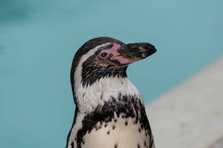 Kopfschuss eines Humboldt-Pinguins (spheniscus humboldti))