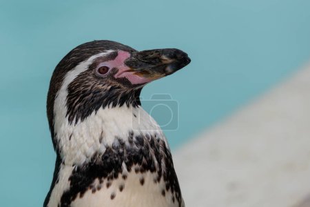 Téléchargez les photos : Tête de pingouin Humboldt (spheniscus humboldti)
) - en image libre de droit