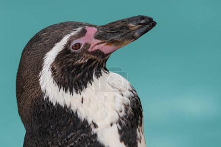 Photo for Head shot of a Humboldt penguin (spheniscus humboldti) - Royalty Free Image