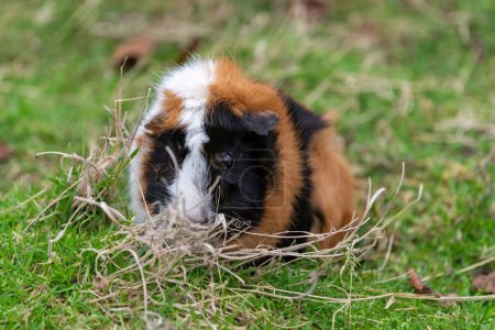 Portrait of a Guinea pig (cavia porcellus)