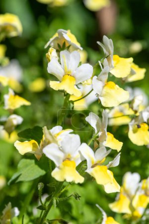 Primer plano de flores de nemesia amarilla en flor