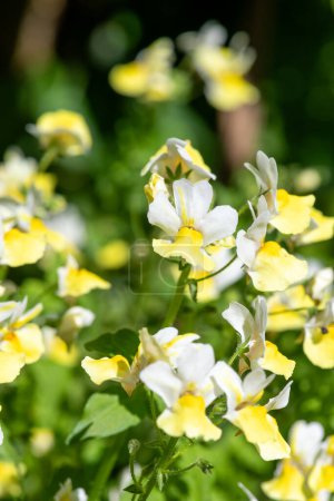 Close up of yellow nemesia flowers in bloom